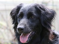 Puppys van Bliss040622-0094